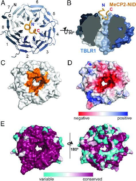 Cocrystal Structure Of The Tblr Mecp Complex A Cartoon