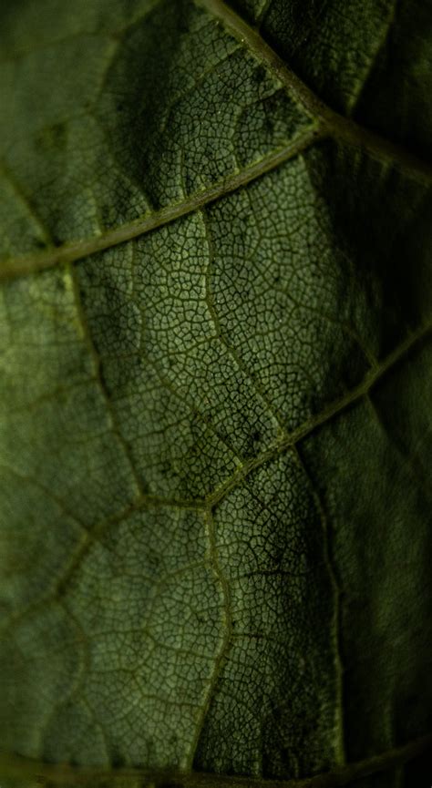 Leaf Veins Green Macro Hd Phone Wallpaper Peakpx