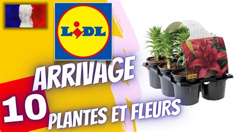 Arrivage Lidl Plantes Et Fleurs Ao T Offres France