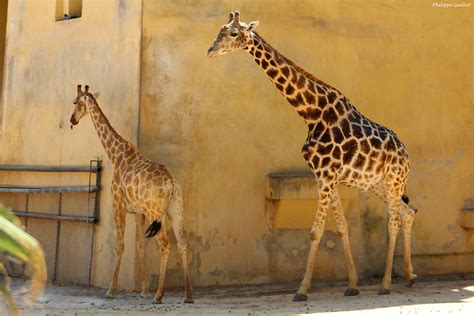 Girafes Philippe Guillot Flickr