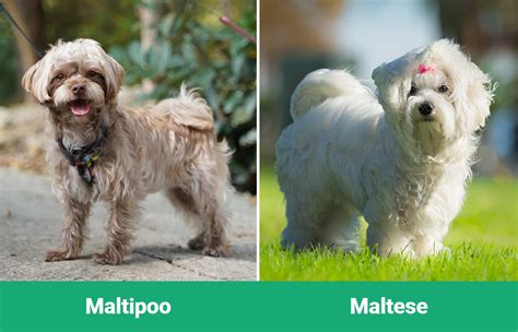 Maltipoo Vs Maltese Whats The Difference With Pictures Dogster