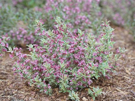 My Monet® Purple Effect Weigela Jeffries Nurseries