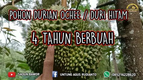 Pohon Durian Ochee Duri Hitam 4 Tahun Berbuah YouTube