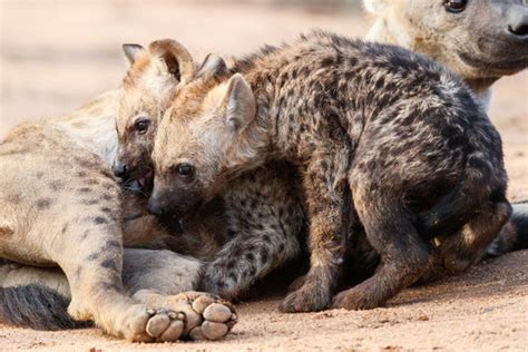 "Spotted Hyena" Images – Browse 11,256 Stock Photos, Vectors, and Video ...