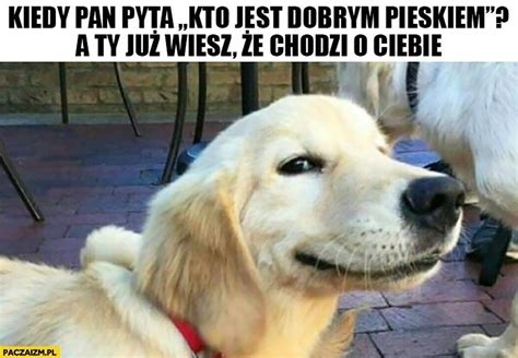 To S Najlepsze Memy O Psach Te S Odkie Obrazki Rozbawi Ci Do Ez