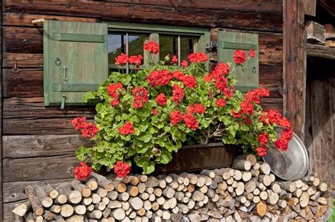 Pelargonie