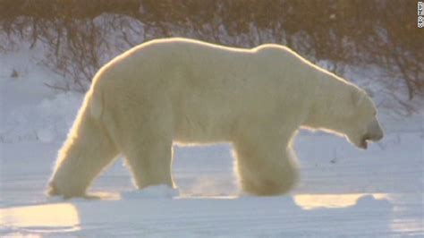 Polar bear attacks woman walking home - CNN Video