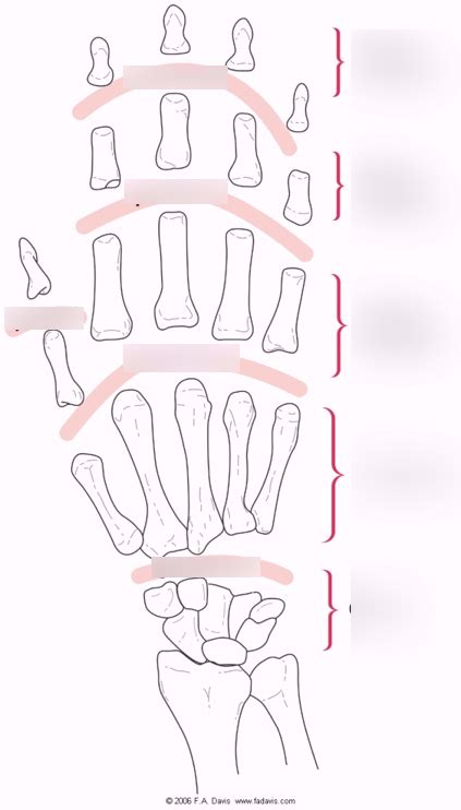 Hand Joints Diagram | Quizlet