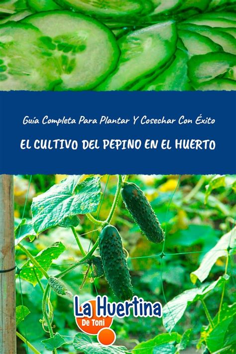 Gu A Completa Del Cultivo Del Pepino En El Huerto La Huertina De Toni