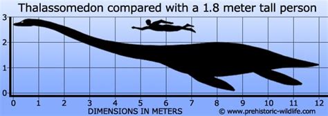 Thalassomedon - Alchetron, The Free Social Encyclopedia