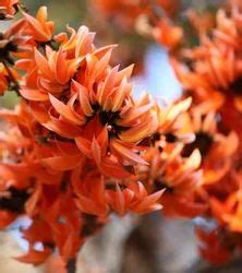 Herbal Powder Palash Flower From Gonda