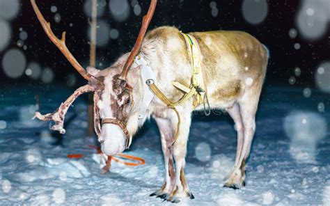 Rentiere Im Wald In Lappland Finnland Stockfoto Bild Von Draussen