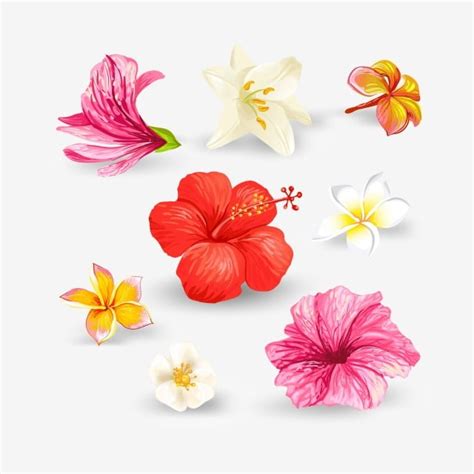 Conjunto De Flores De Hibisco Tropical E L Rios Hava Png Clipart De