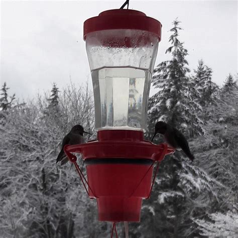 Hummer Hearth Hummingbird Feeder Heater – Backyard Bird Centre