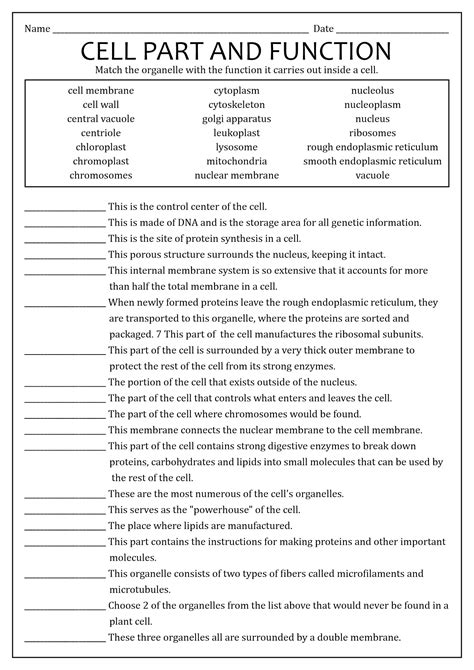 Cells And Their Organelles Worksheet Free Pdf At Worksheeto