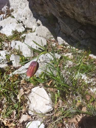 Subspecies Fritillaria Messanensis Gracilis Inaturalist