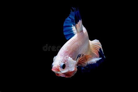 Luta Dos Peixes De Betta No Aqu Rio Foto De Stock Imagem De Isolado