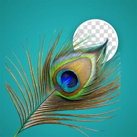 Premium Psd Exotic Feathers Beautiful Realistic Peacock Colored Birds