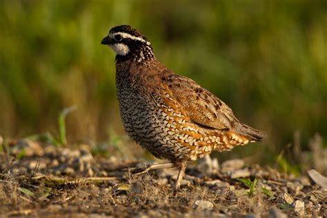 Northern Bobwhite Adult Pepper Ponderosa