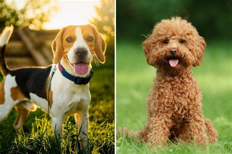 Beagle Poodle Mix: A Dog That Will Melt Your Heart