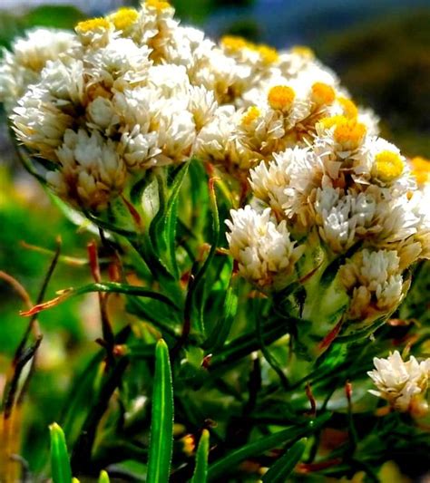 Penjelasan Mengapa Edelweiss Tidak Boleh Dipetik Bunga Taman Konservasi