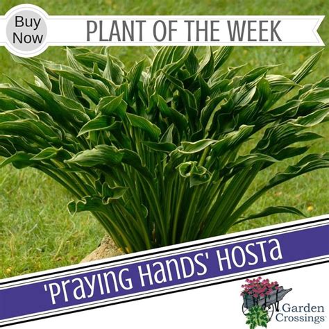 Hosta Praying Hands Buy Hostas Perennials Online Hostas Perennials