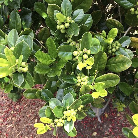 Ilex cornuta 'Burfordii' (Burford Holly) | North Carolina Extension ...