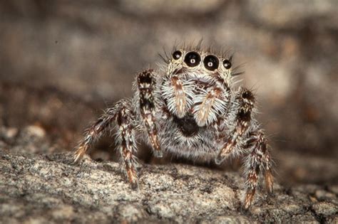 Putnam S Jumping Spider Phidippus Bugguide Net