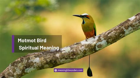 Motmot Bird Spiritual Meaning: Focus on the Positive Life