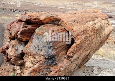 Versteinertes Holz ursprünglichen organischen Materialien dieses