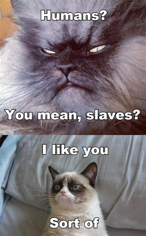 Bwahahahah Yay Colonel Meow And Grumpy Cat Funny Grumpy Cat Memes Grumpy Cat Meme Grumpy Cat