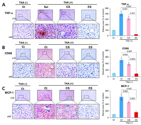 Immunohistochemistry Of Inflammatory Markers In The Liver Specimens