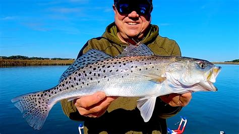 Speckled Sea Trout