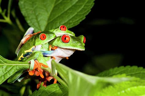 Cute Baby Red Eyed Tree Frogs