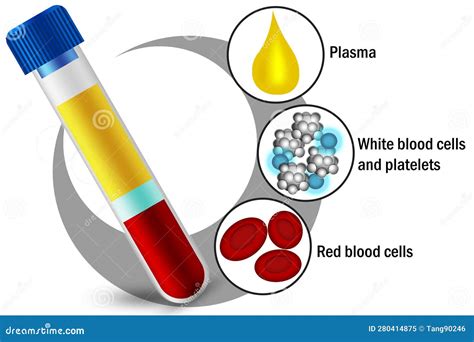 Blood Components of Red Blood Cells, White Blood Cells, Platelets and Plasma Stock Illustration ...