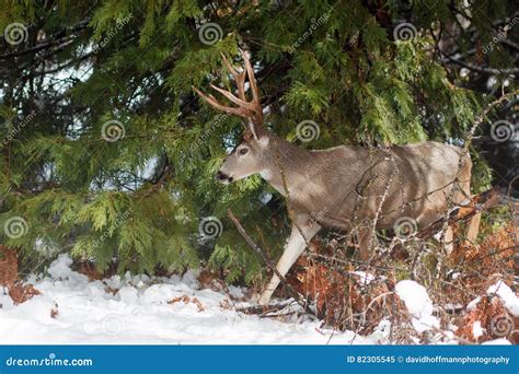 Mule Deer Buck With Large Antlers In Snow Stock Image Image Of Mule