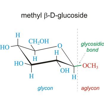 Glikozid @ Chemistry Dictionary & Glossary