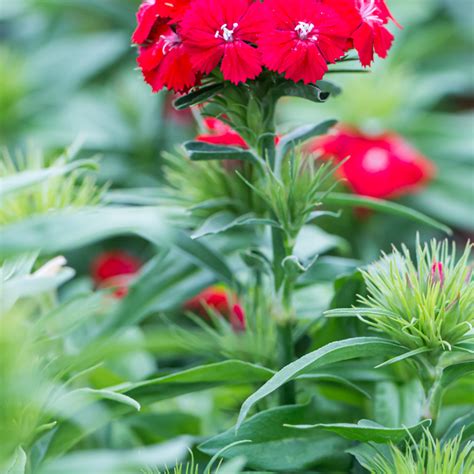 Szk Ka Bylin Dobrepole Dianthus Barbatus Dart Scarlet Go Dzik