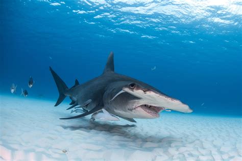 Alarm Bells Ring For Great Hammerheads After Scientists Sequence The