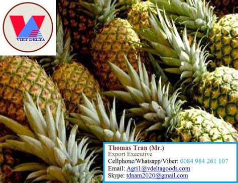 Buy Fresh Pineapple High Quality From Viet Nam 84 984261107 From