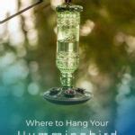 Where To Hang Hummingbird Feeder The Ultimate Guide