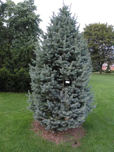 Abies Lasiocarpa Glauca Compacta Plants Direct Victoria Bc