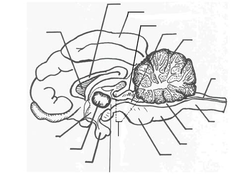 Sagittal Section Of Sheep Brain Diagram Diagram Quizlet