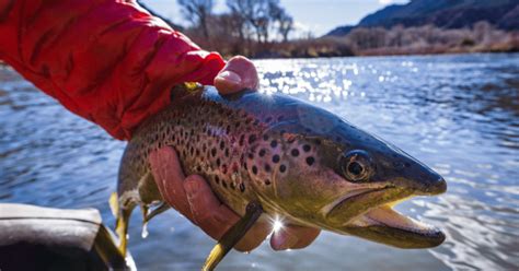 The 16 Best Trout Fishing Streams in Pennsylvania: Expert Guide