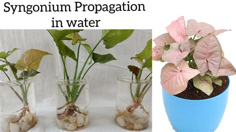 Syngonium Propagation In Water How To Grow Syngonium Plant In Water Syngonium Plant Care