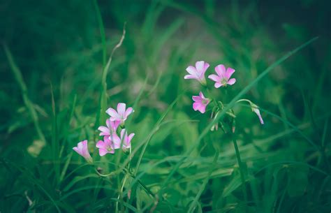 Flores Roxo Florescendo Foto Gratuita No Pixabay Pixabay