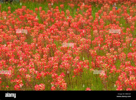 Indian paintbrush field, Fredricksburg, Texas Stock Photo - Alamy