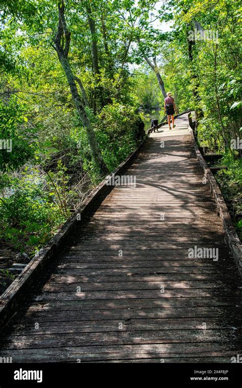 Single Woman Walks Her Black Lab Along A Boardwalk In Pocosin Lakes National Wildlife Refuge