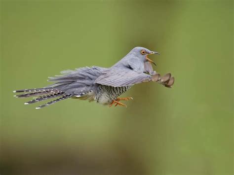 Crowd Results Wild Birds With Open Beaks In Colour Bird Photo