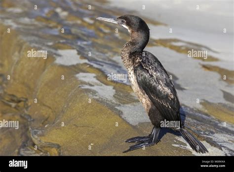 Brandts Cormorant Phalacrocorax Penicillatus Bird Watching During